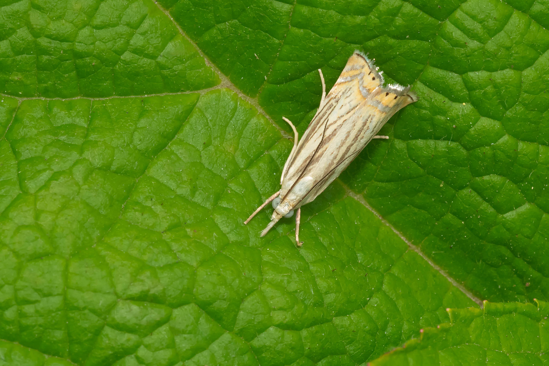 lawn moth on a leaf