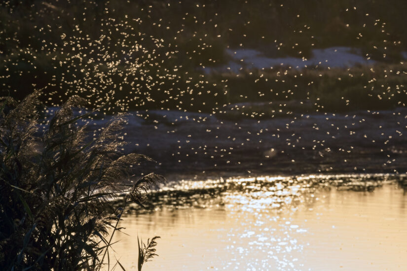 a swarm of mosquitos flying over water.