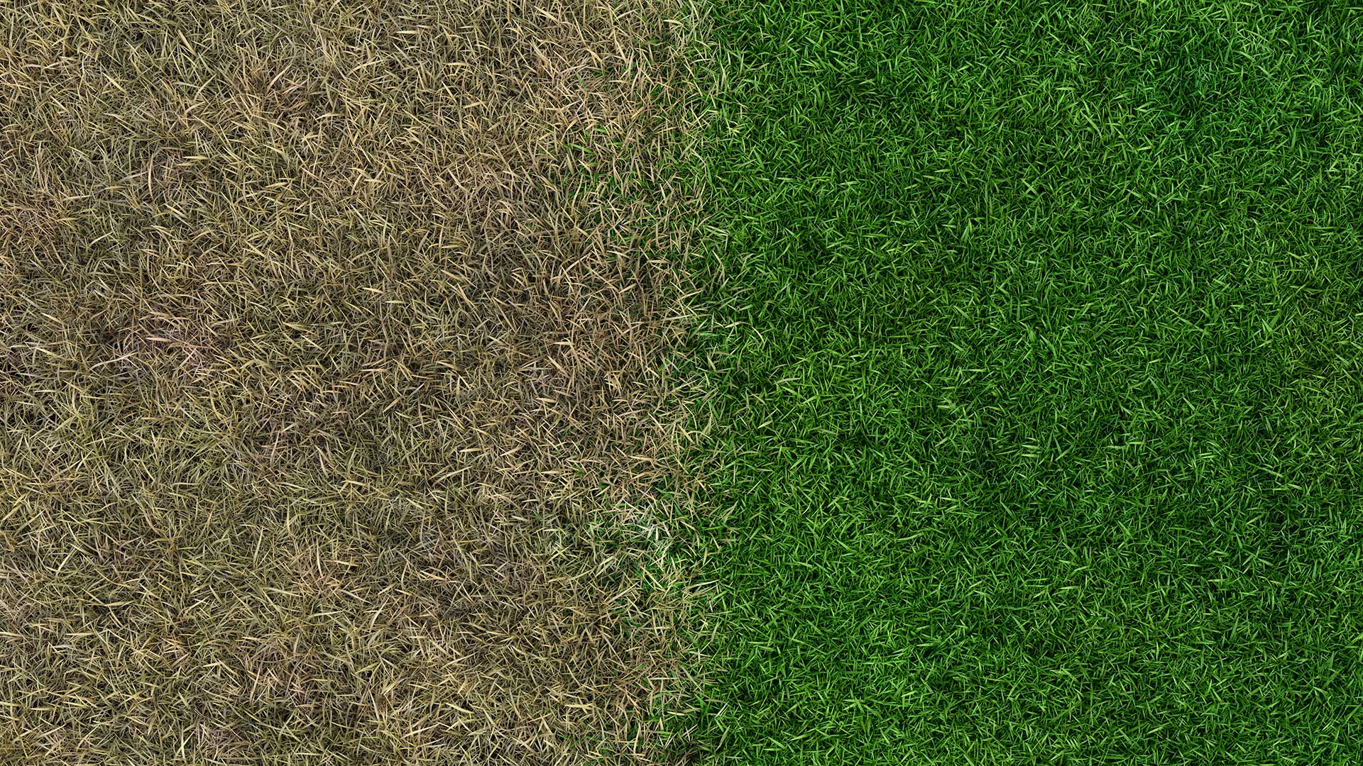 a side-by-side comparison between a healthy lawn and an unhealthy lawn.