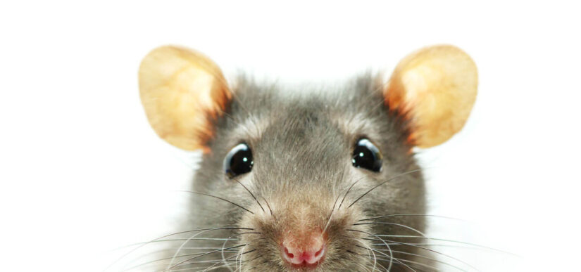 Rodent Control in Ormond Beach, FL