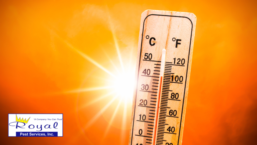 Beating the Heat: Keeping Your Home Pest-Free This Summer