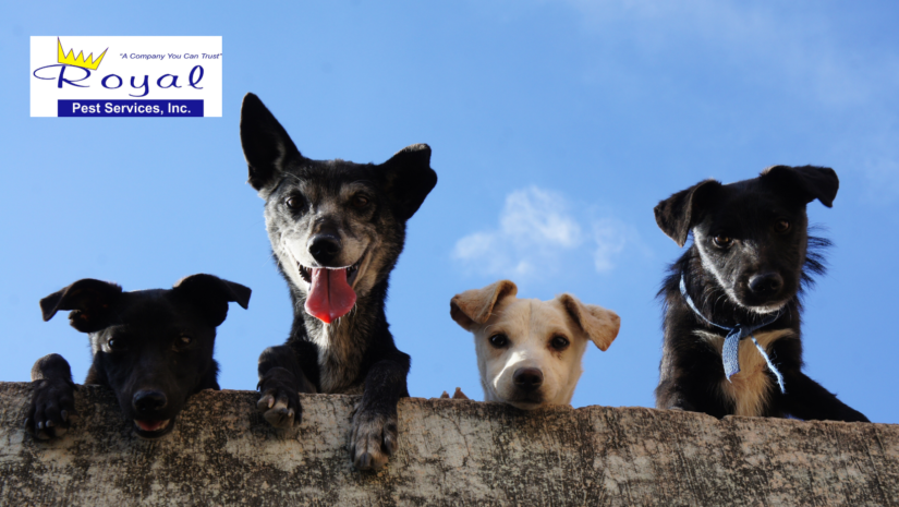 Pet-Friendly Pest Control Solutions in Jacksonville