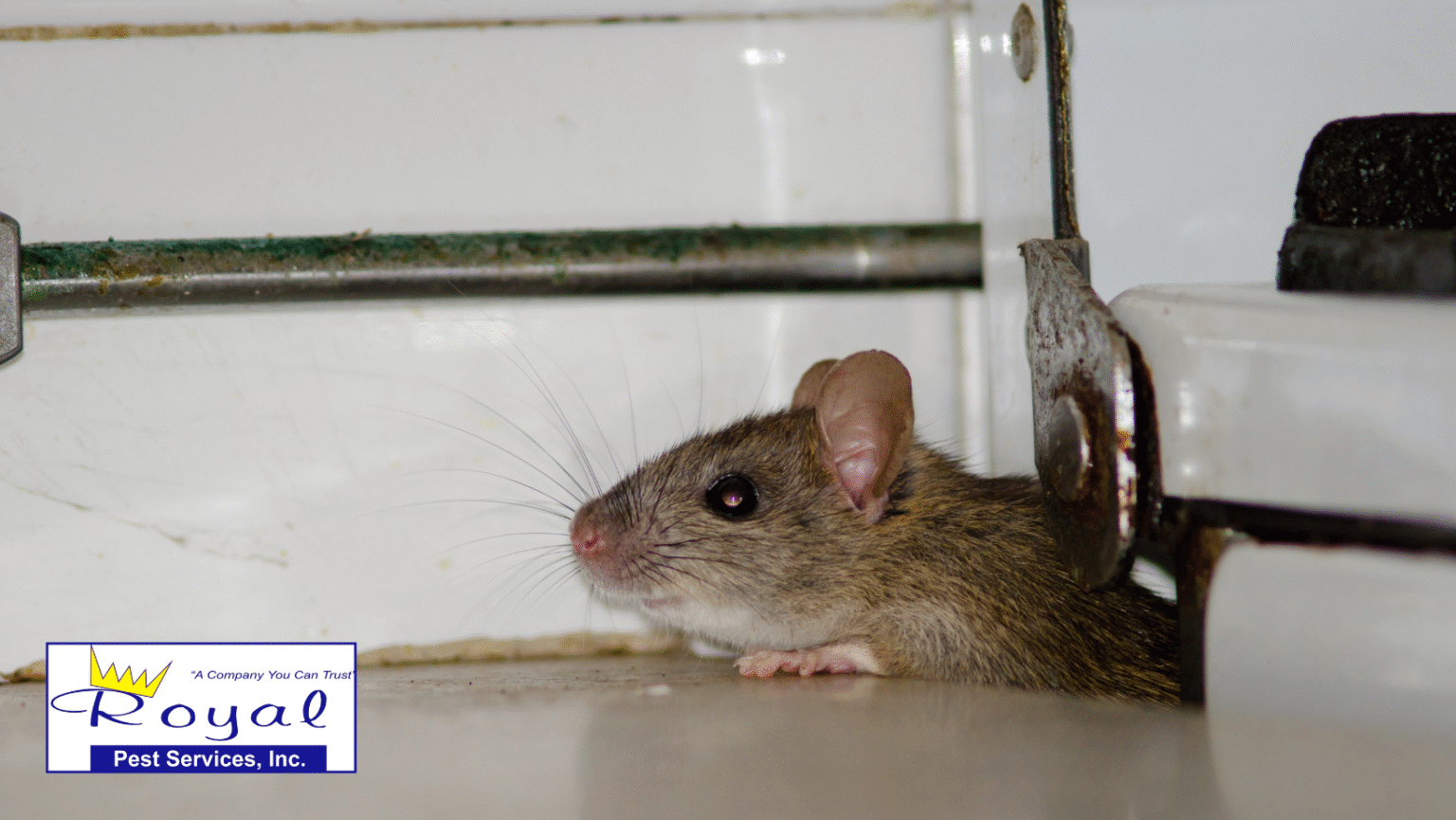 Is-your-home-ready-for-rodent-season-img