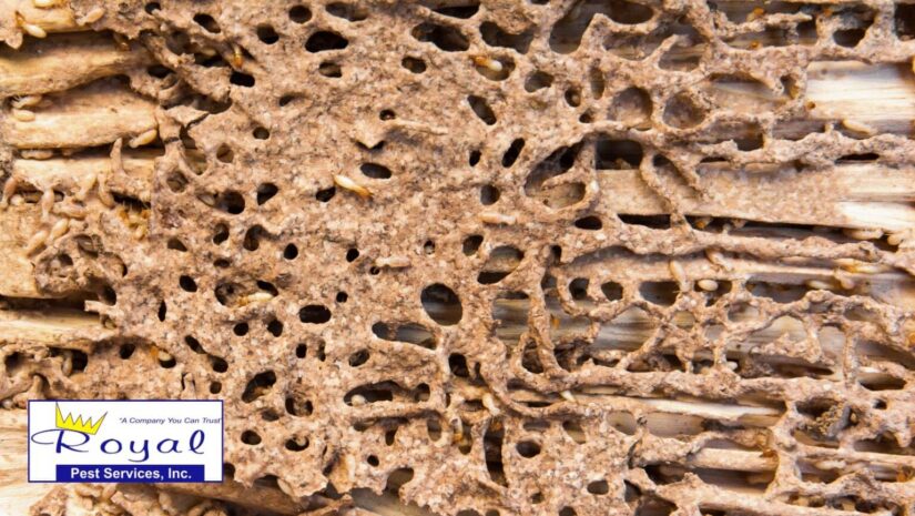 Termite Inspections: Why Fall Is the Perfect Time