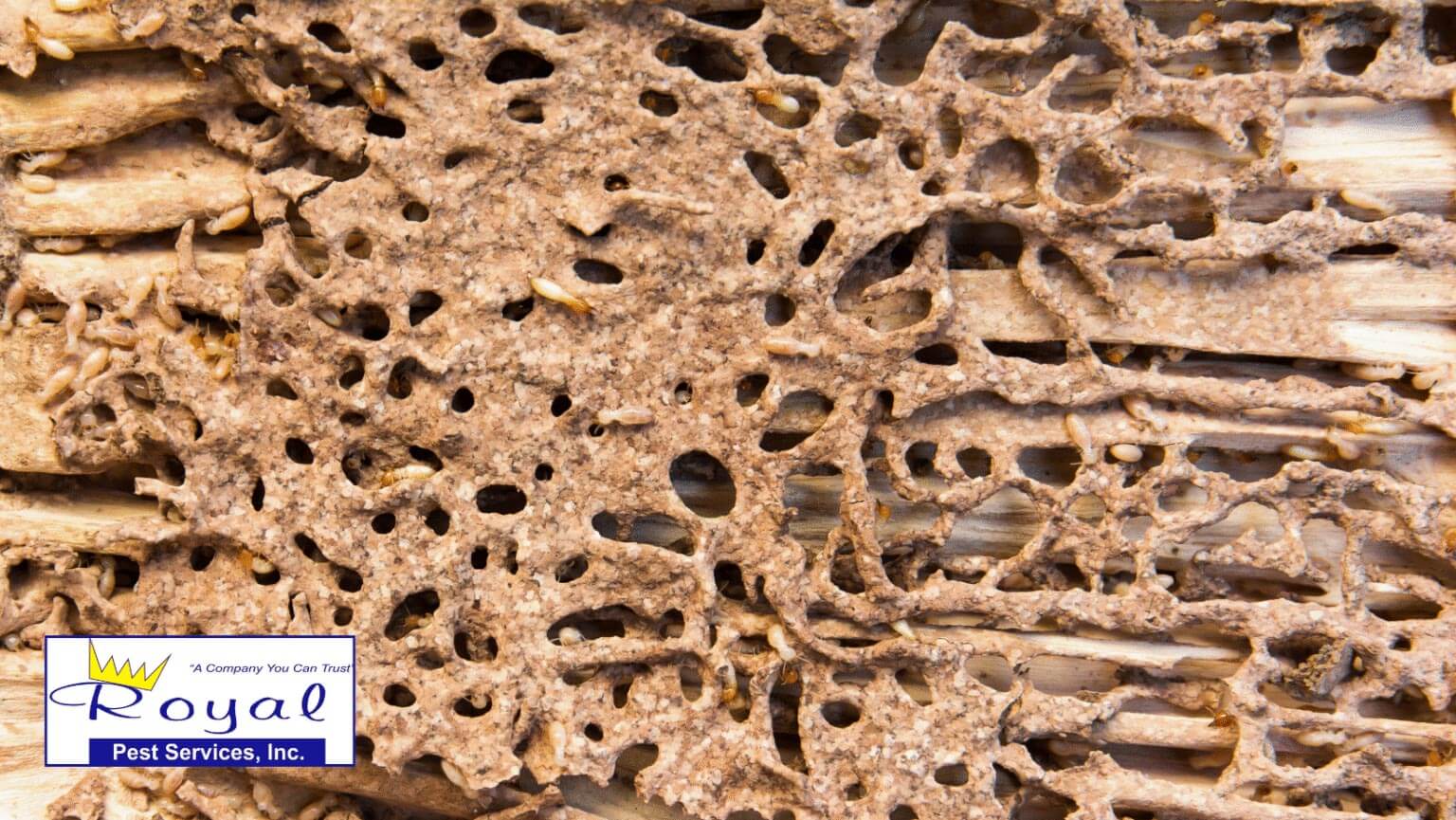 Termite-Inspections_-Why-Fall-Is-the-Perfect-Time-img