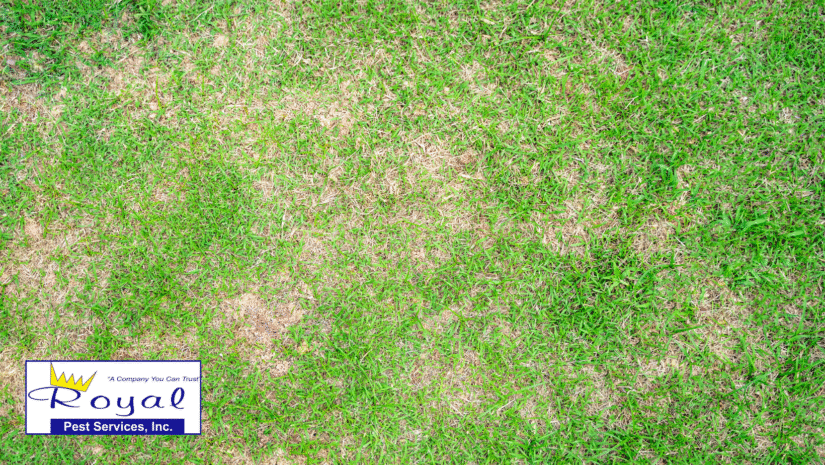 What You Need to Know About Winter Lawn Care in Jacksonville