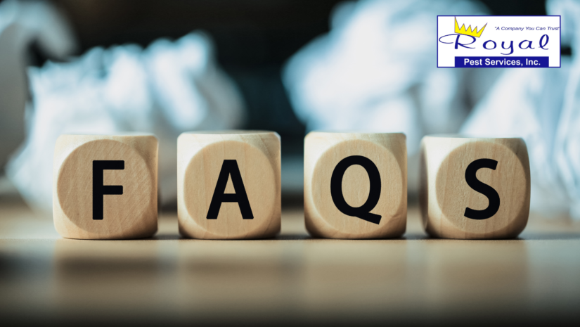 Pest Control FAQs: Top Questions Jacksonville Homeowners Ask
