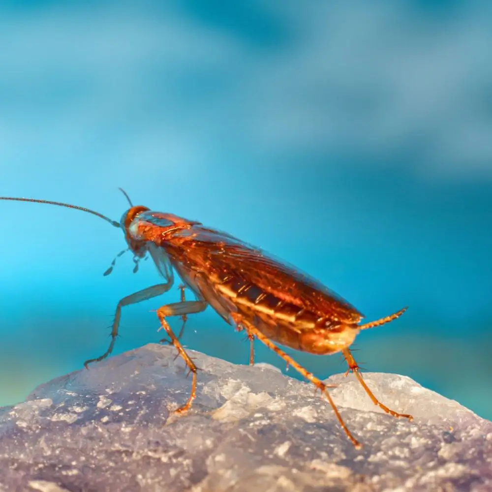 Close up of a brown cockroach standing on a rock against a blue background